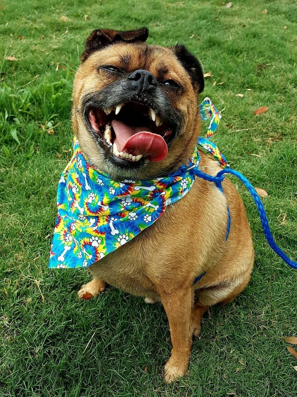 Hosuton, Pethouse Pet of the Week, May 26, 2017, Achilles