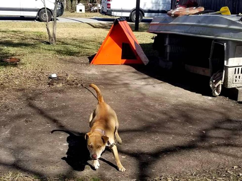 Houston dog on chain with house