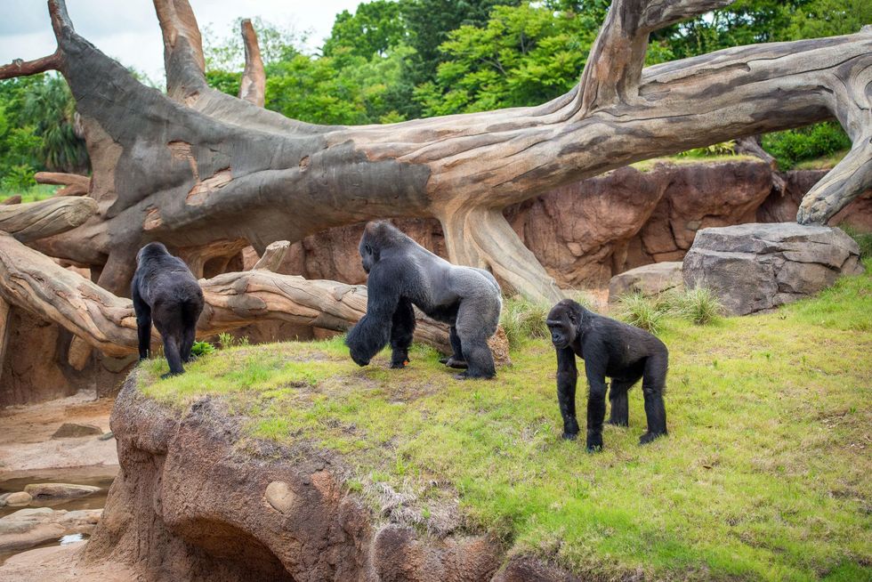 Houston, Houston Zoo Gorillas, May 2015, gorilla family in outdoor habitat