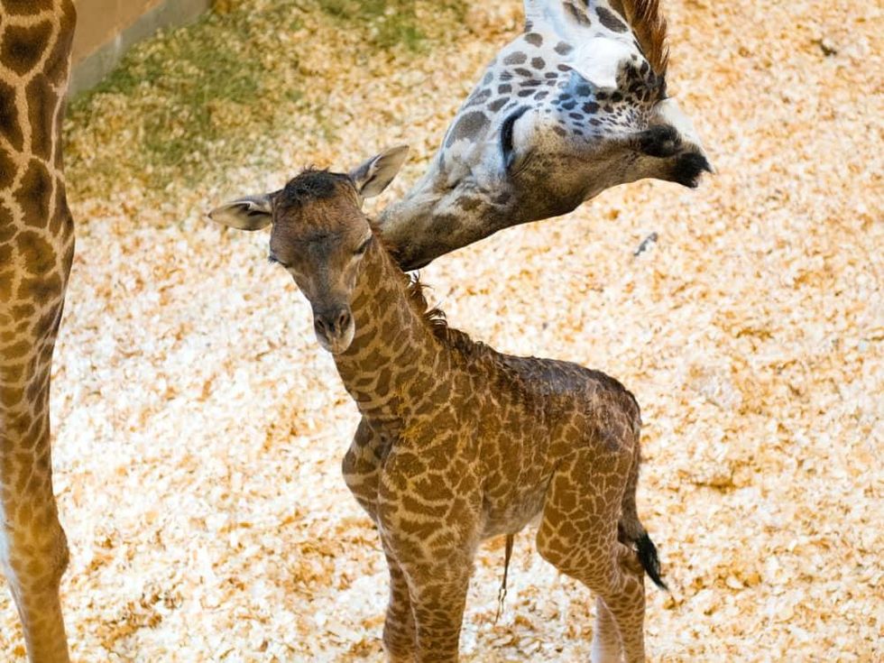 Houston, Houston Zoo, September 2015, baby giraffe and mom