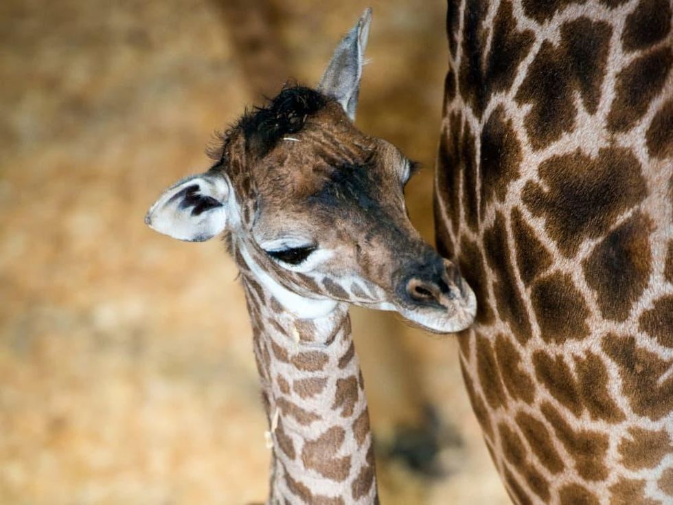 Houston, Houston Zoo, September 2015, baby giraffe