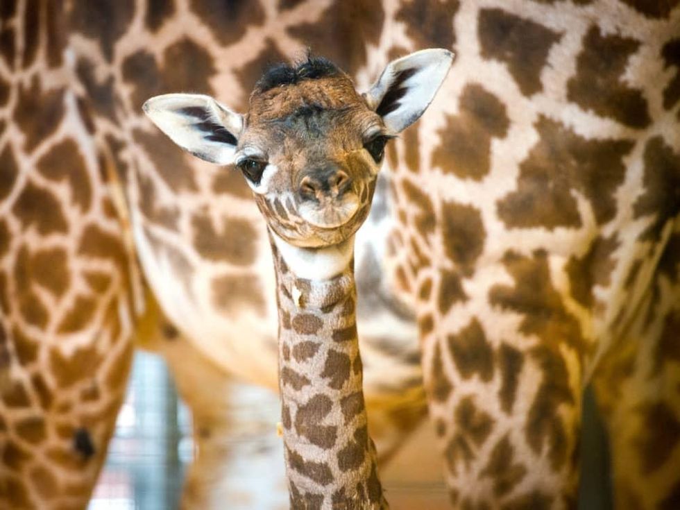 Houston, Houston Zoo, September 2015, baby giraffe2