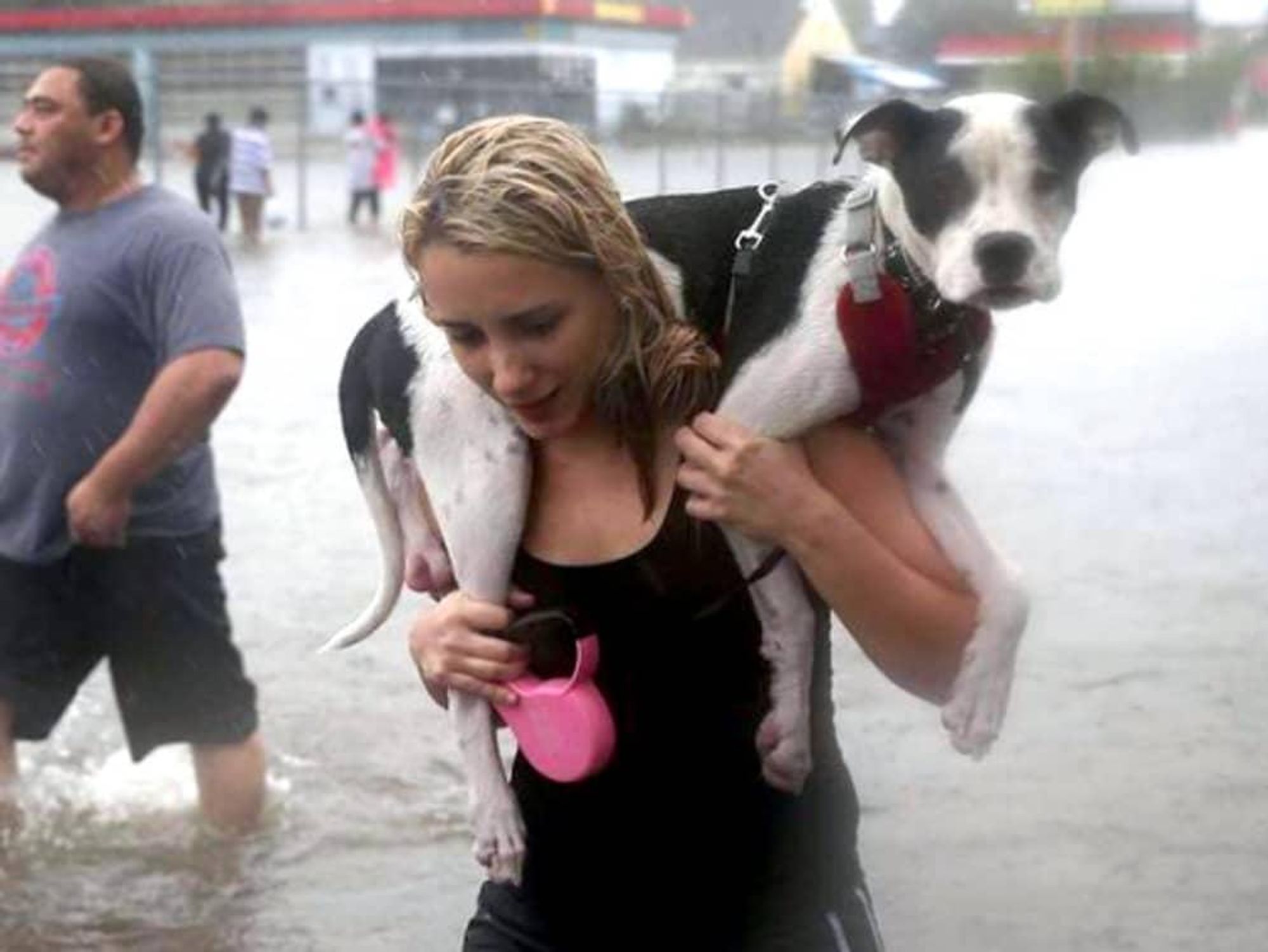 Houston, hurricane harvey, animal rescue