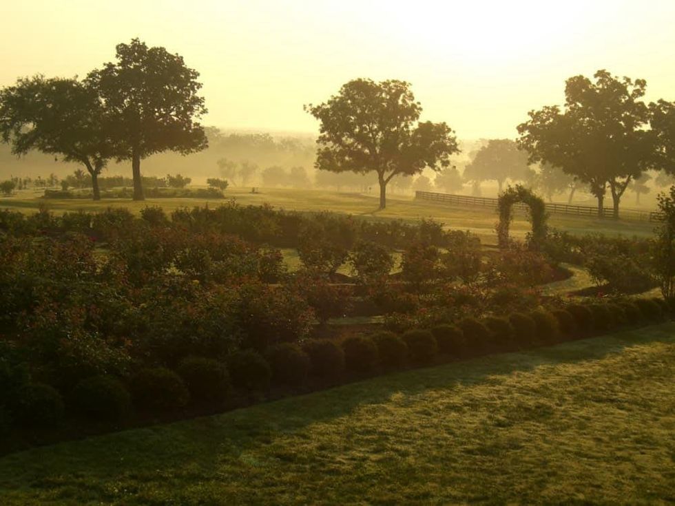 Houston, Inn at Dos Brisas, August 2015, rose garden