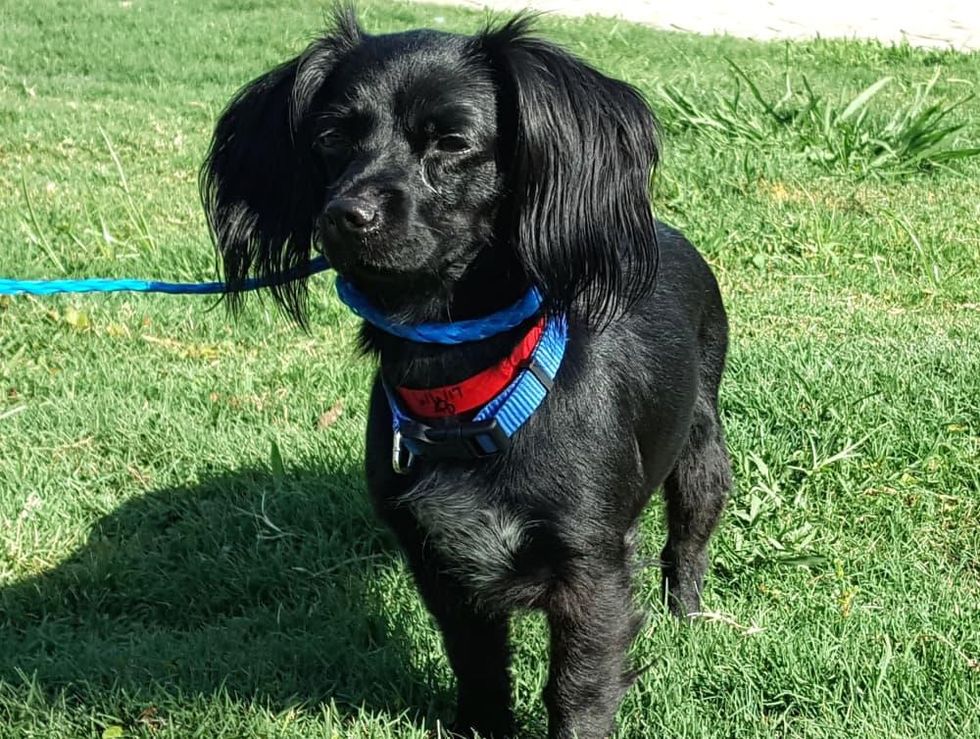 Houston, Ken Hoffman_Pethouse pet of the week, June 16 2016, Kenna