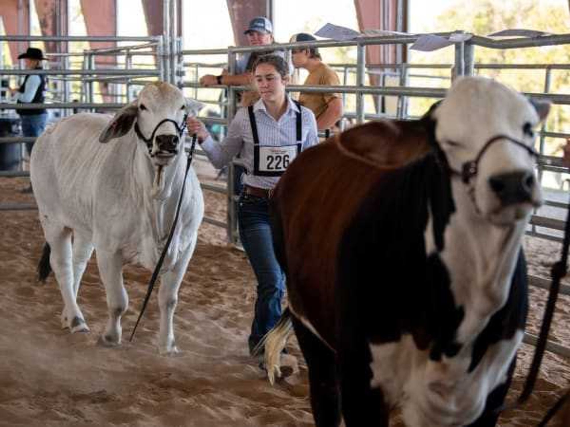 Houston Livestock Show and Rodeo cattle exhibition