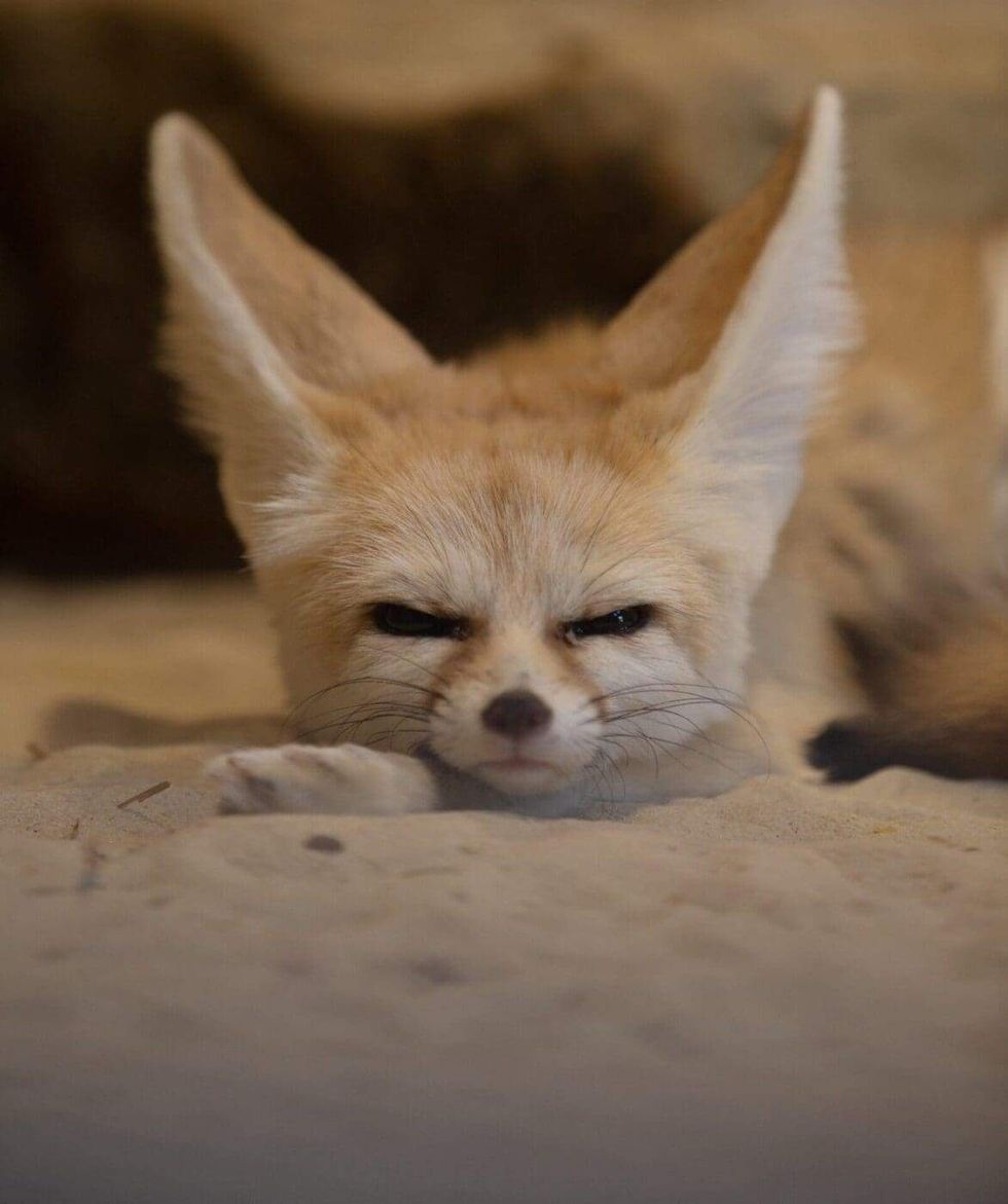 Houston Museum of Natural Science Extreme Animals Alive