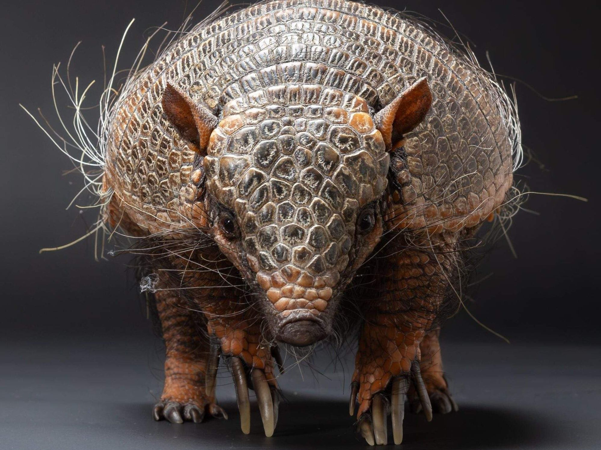 Houston Museum of Natural Science Extreme Animals Alive