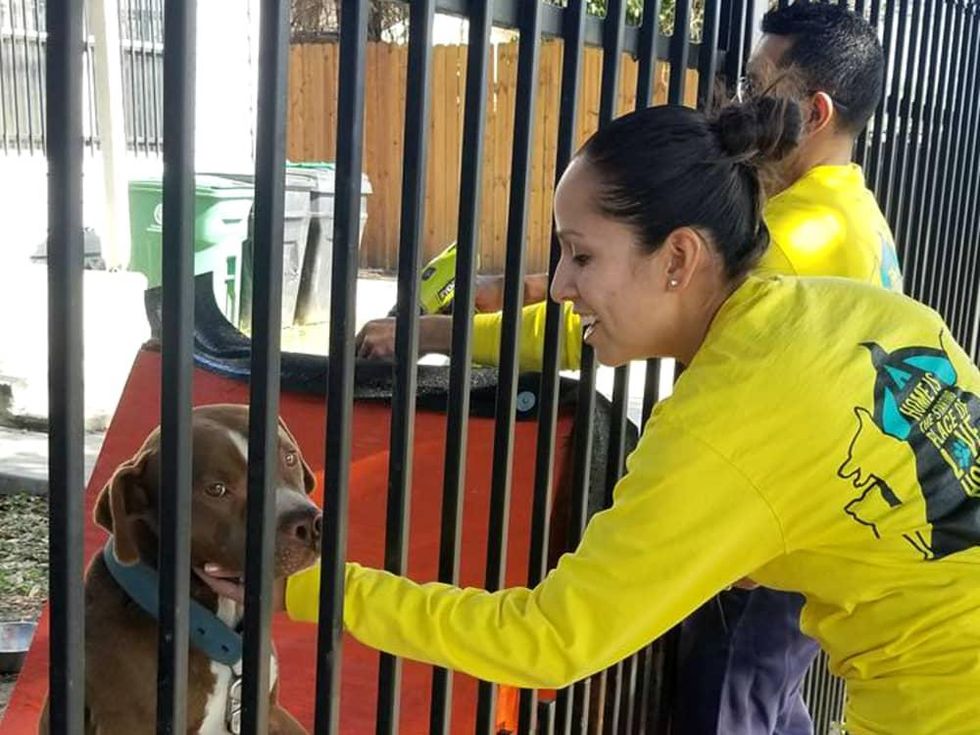 Houston Pet Set volunteer petting dog