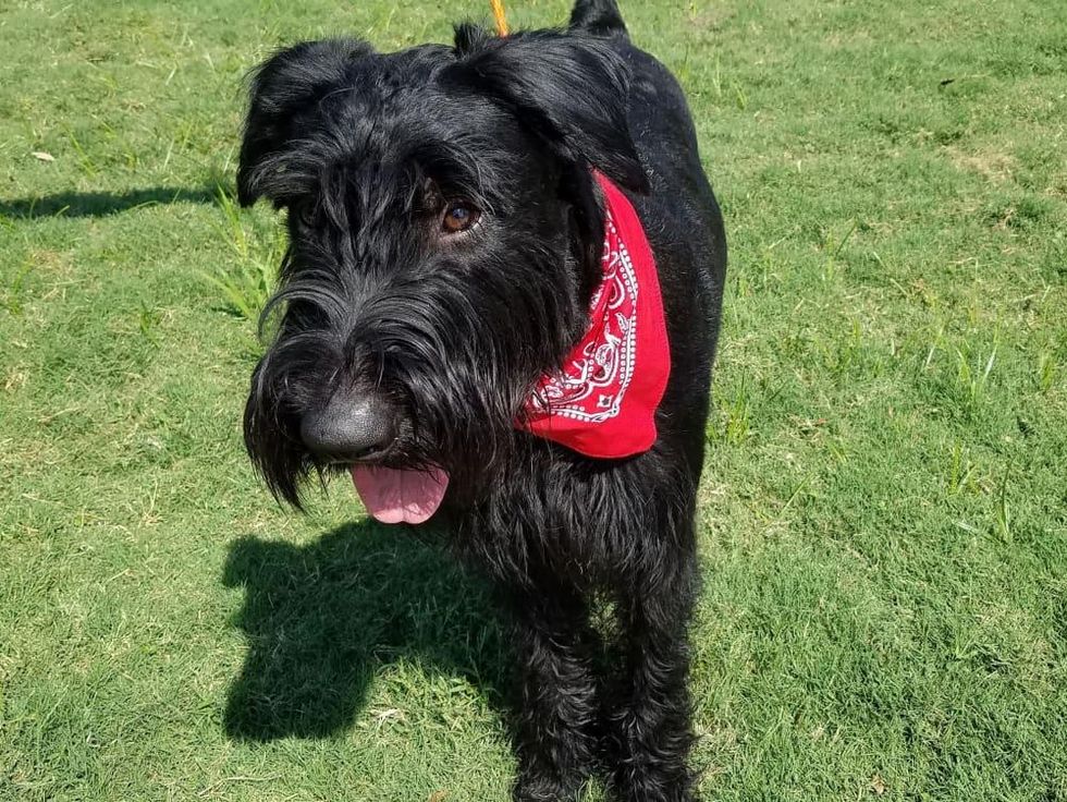 Houston, Pethouse Pet Buddy, October 2017