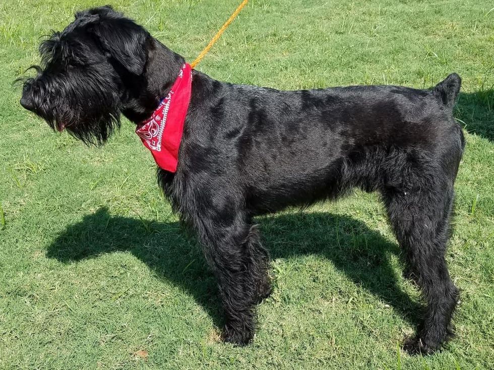 Houston, Pethouse Pet Buddy, October 2017