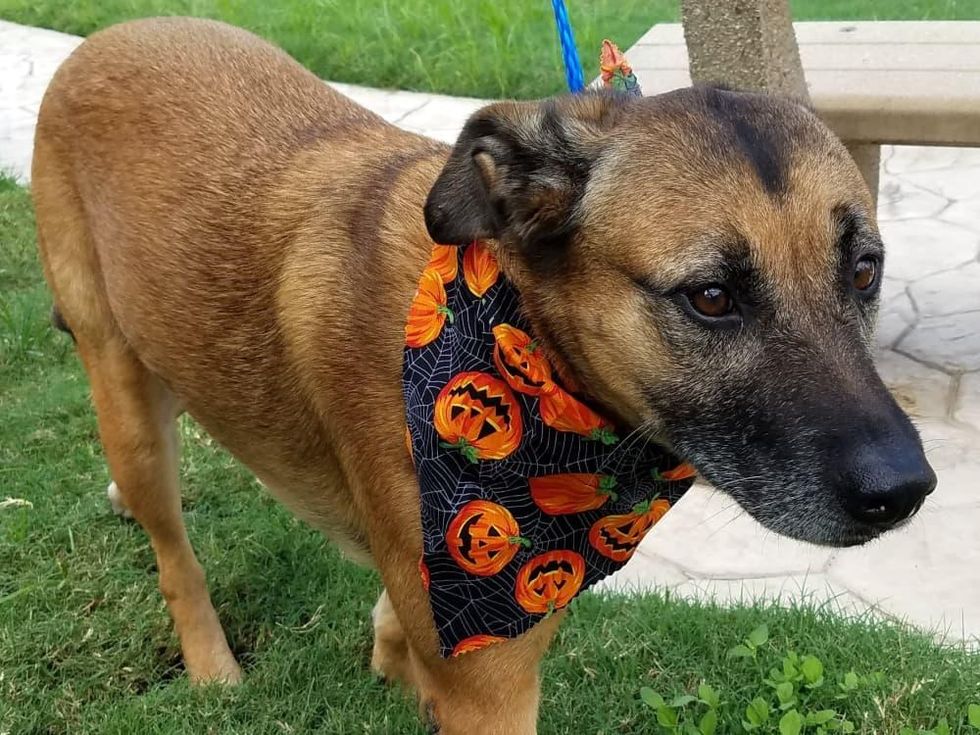 Houston, Pethouse Pet Chelsea, October 2017