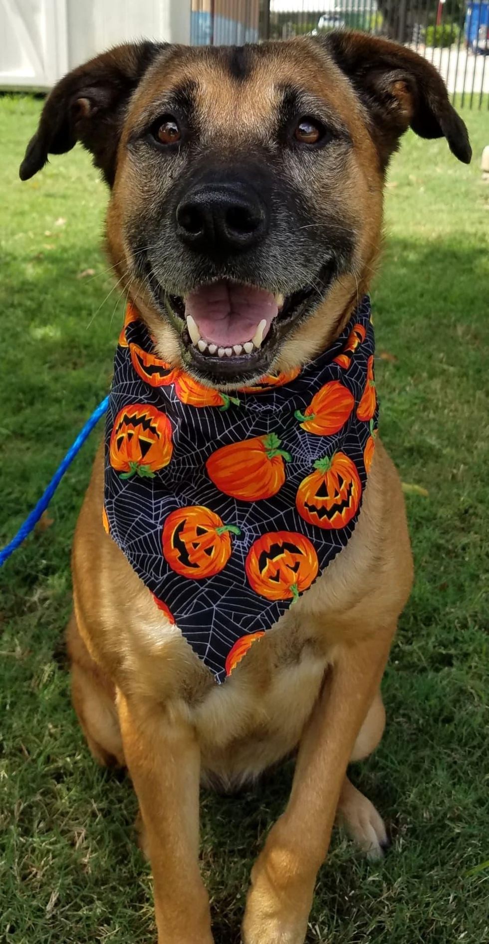 Houston, Pethouse Pet Chelsea, October 2017