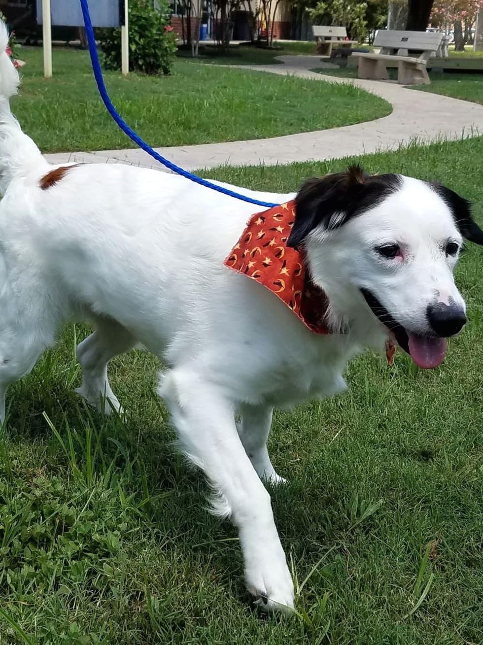 Houston, Pethouse pet of the week, bailey, august 2017