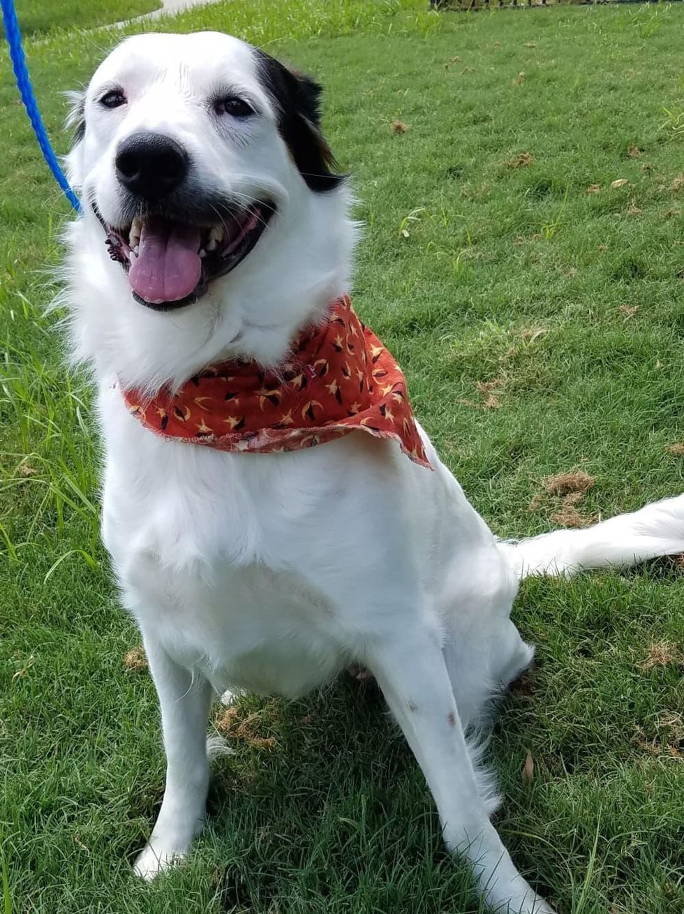 Houston, Pethouse pet of the week, bailey, august 2017