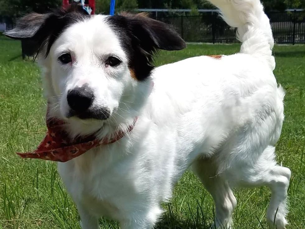 Houston, Pethouse pet of the week, bailey, august 2017