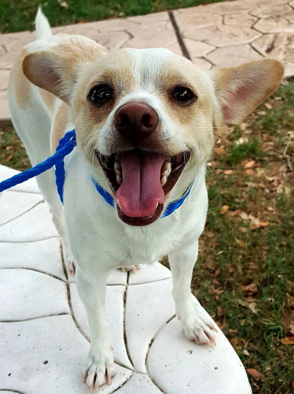 Houston, Pethouse Pet of the week, June 2, 2017, Snow