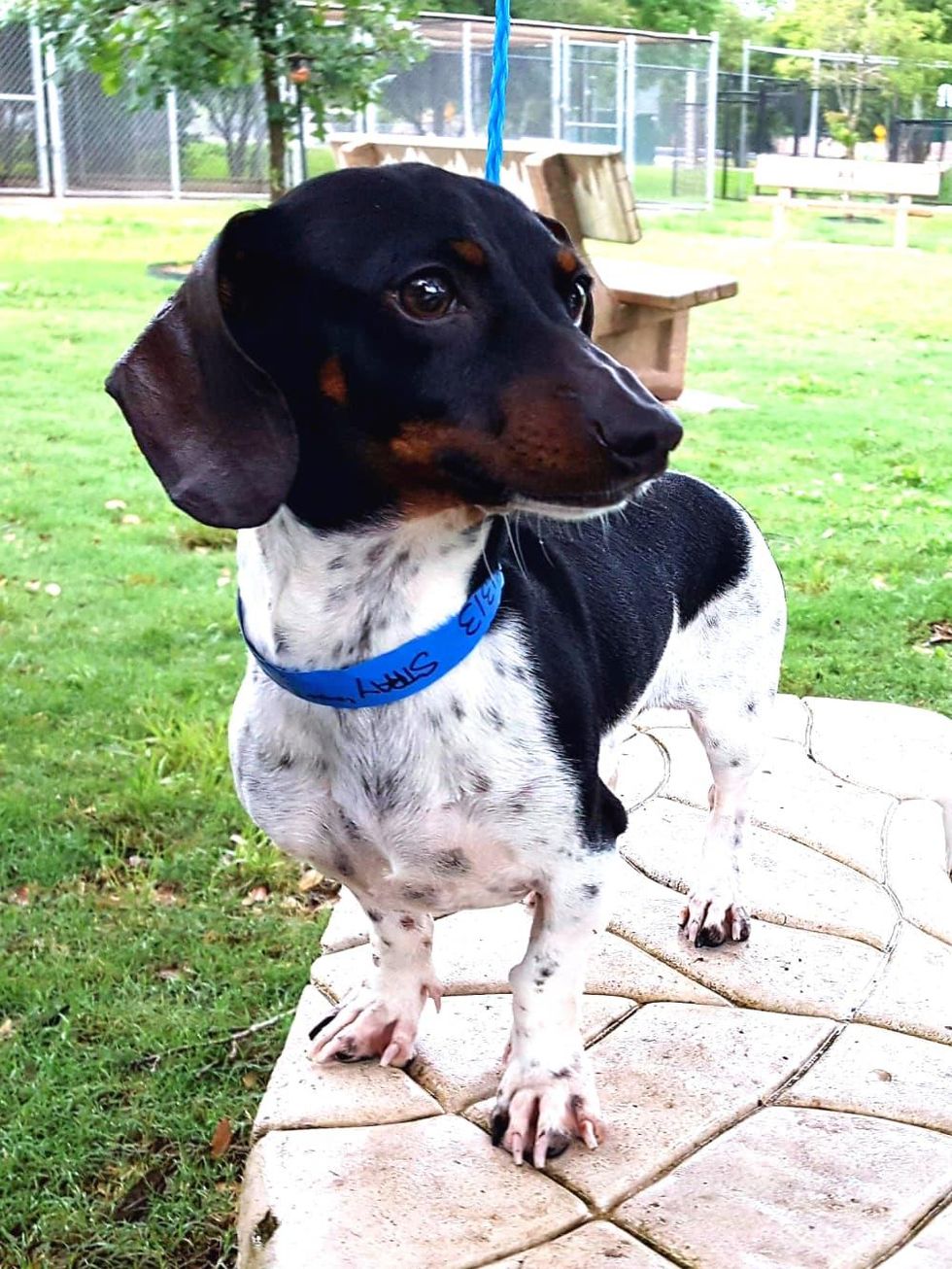 Houston, Pethouse pet of the week, June 2014, marty