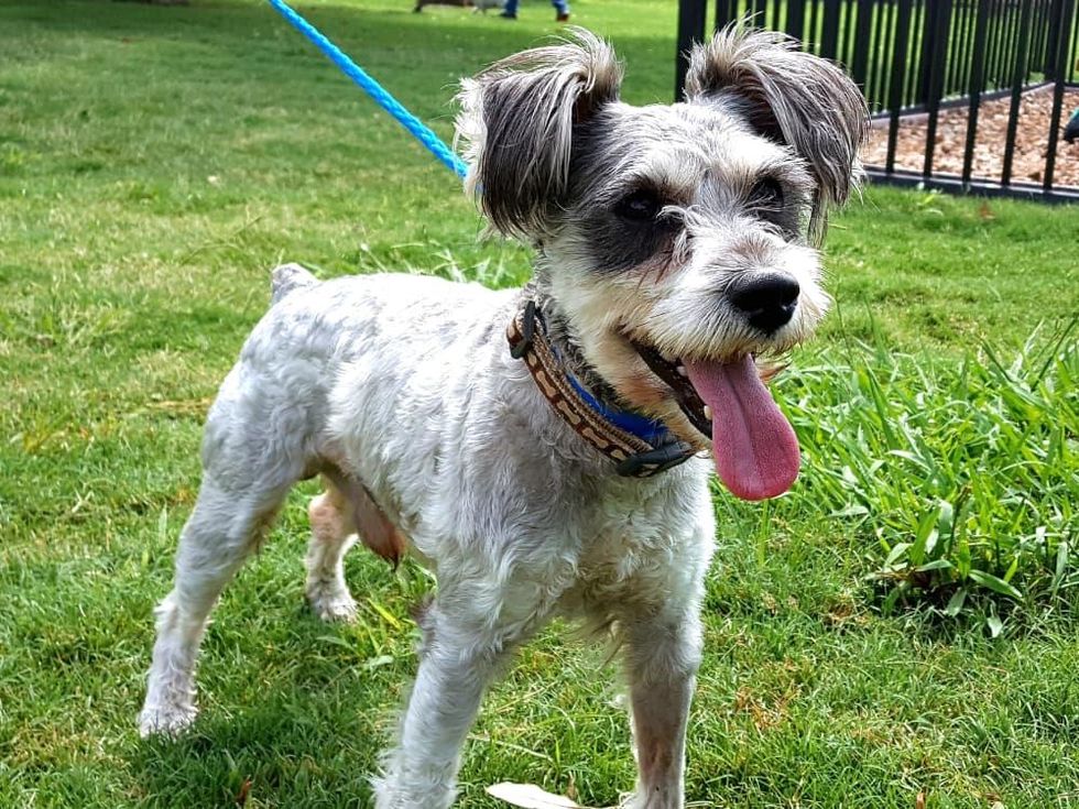 Houston, Pethouse Pet of the Week, June 2017, Arthur the dog 2