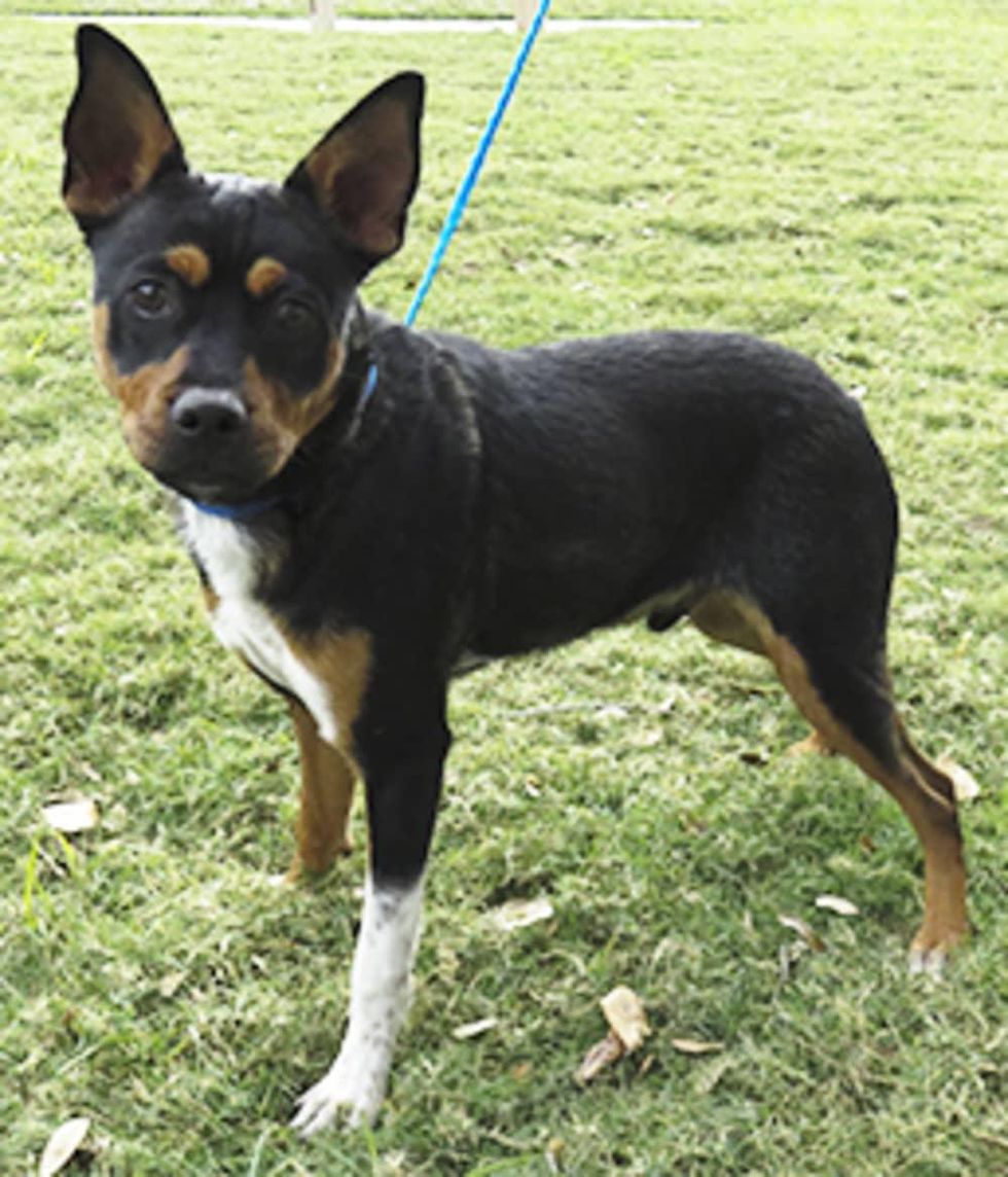 Houston, Pethouse Pet Schultze, November 2017