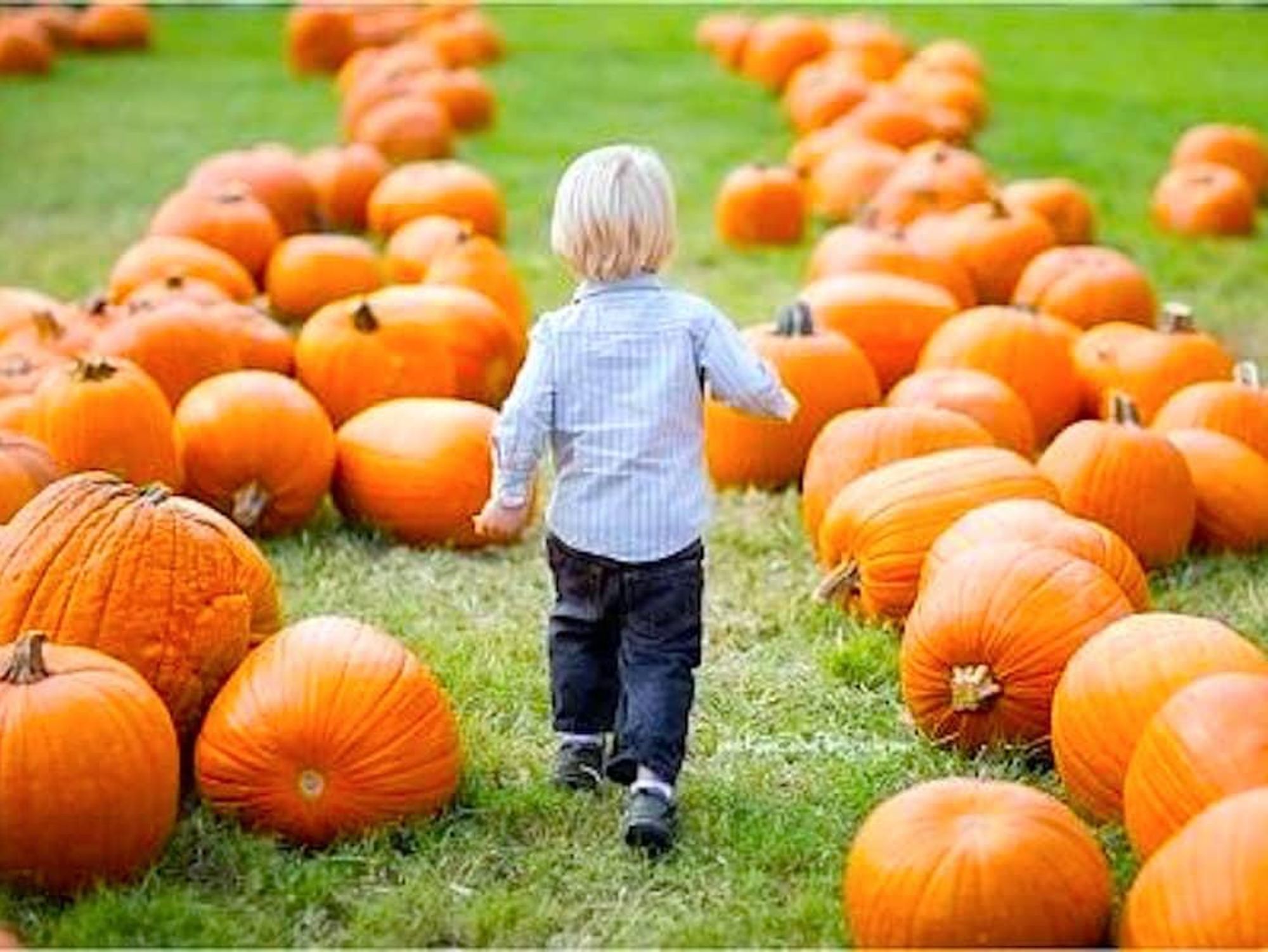 Houston, pumpkin patch, sept 2017