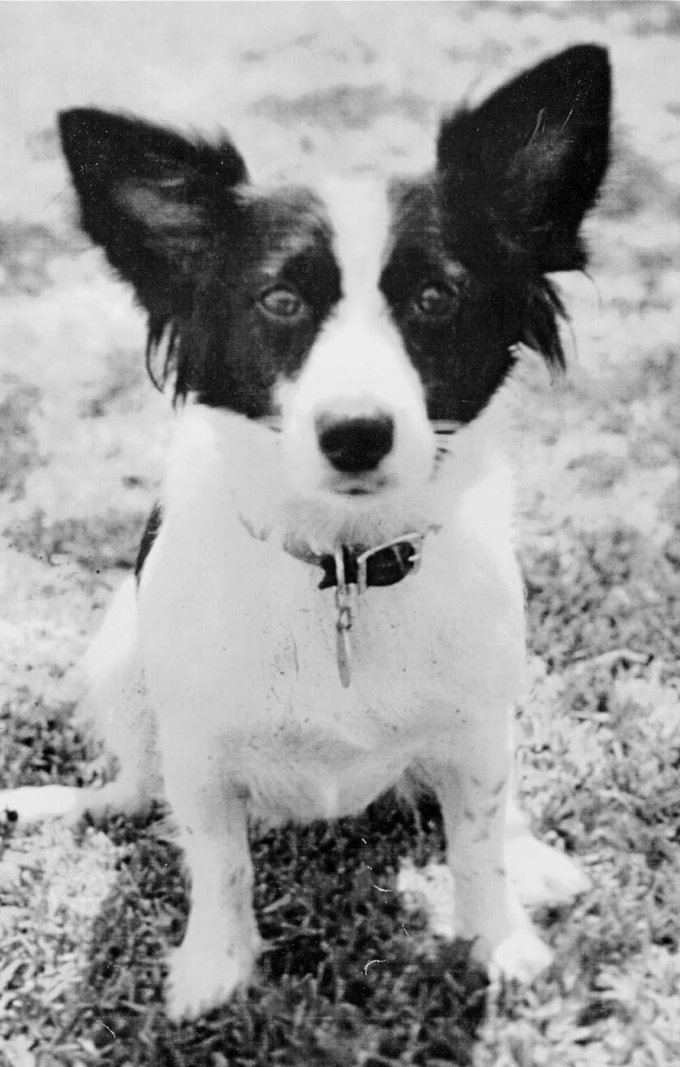 Houston, Rodrigue Exhibit at West Ave, June 2015, Tiffany