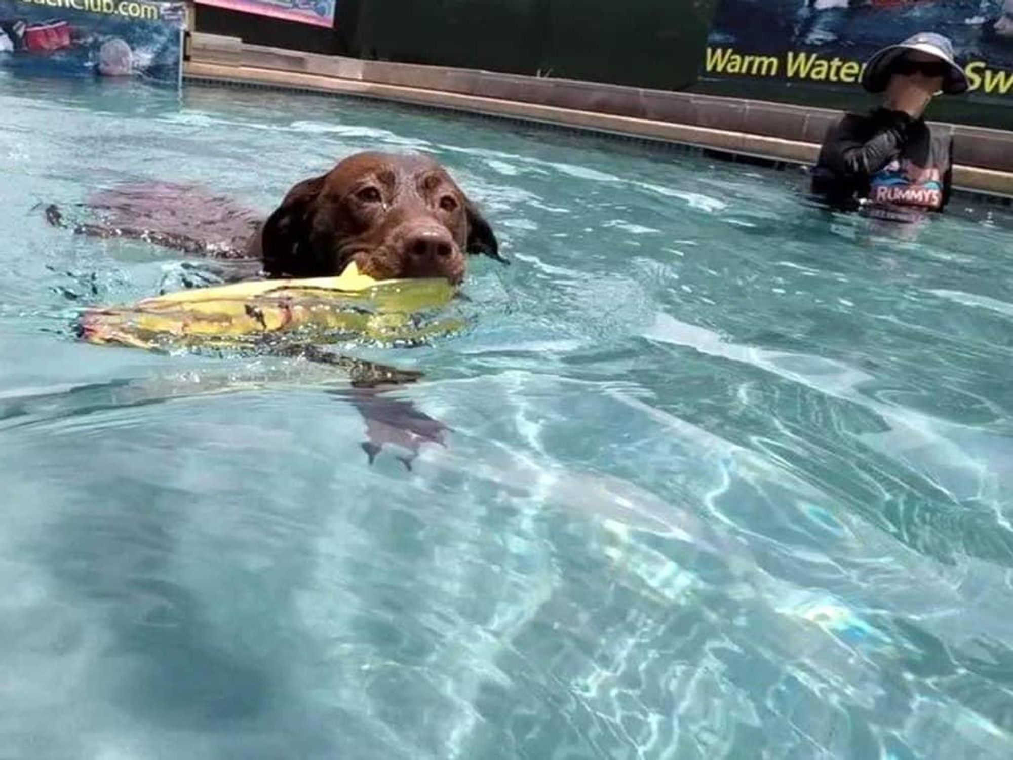Houston, Rummy's Beach Club, August 2017, swimming dog