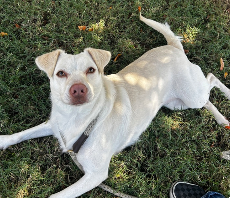 Houston SPCA adoptable dog Snow
