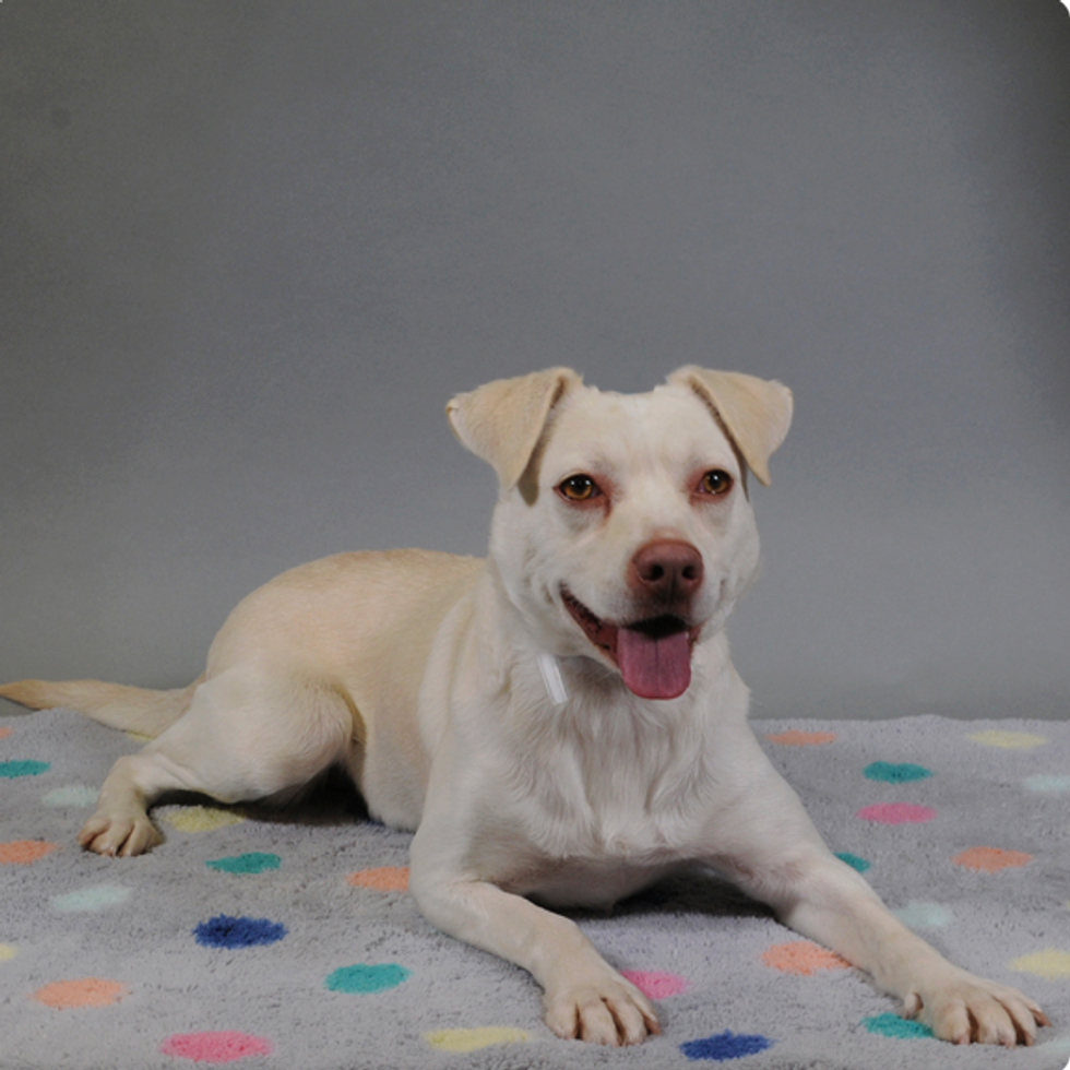 Houston SPCA adoptable dog Snow