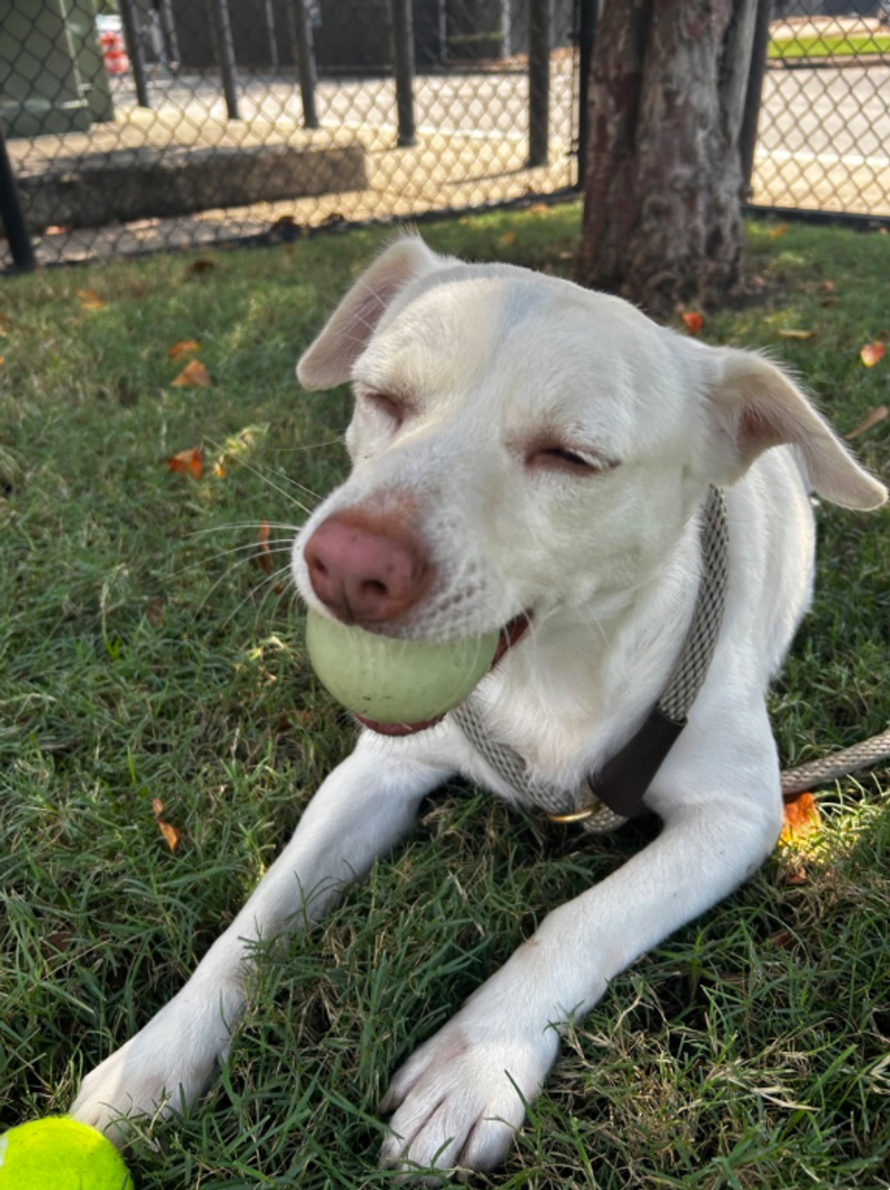 Houston SPCA adoptable dog Snow