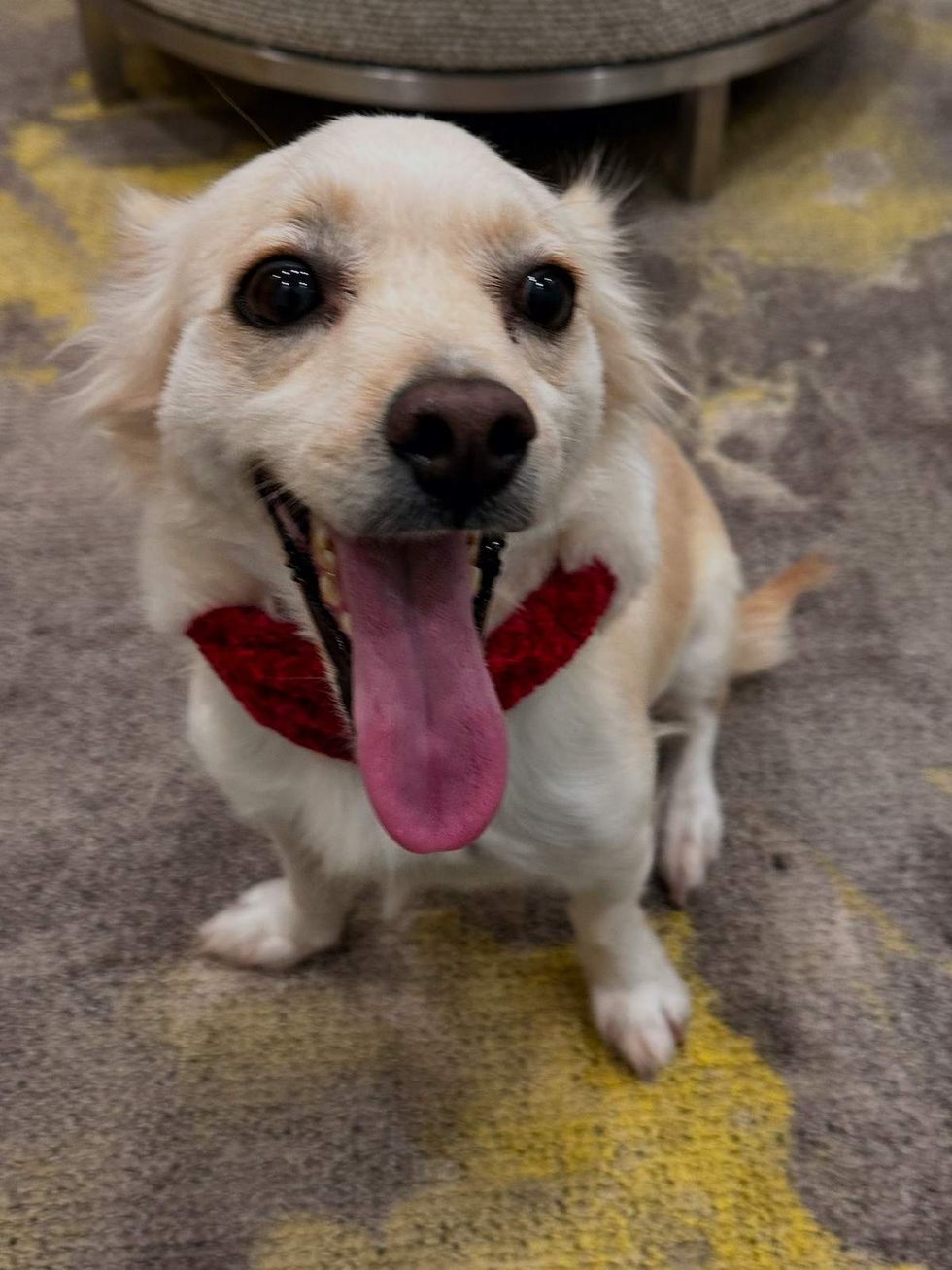 Houston SPCA adoptable dog Sunny