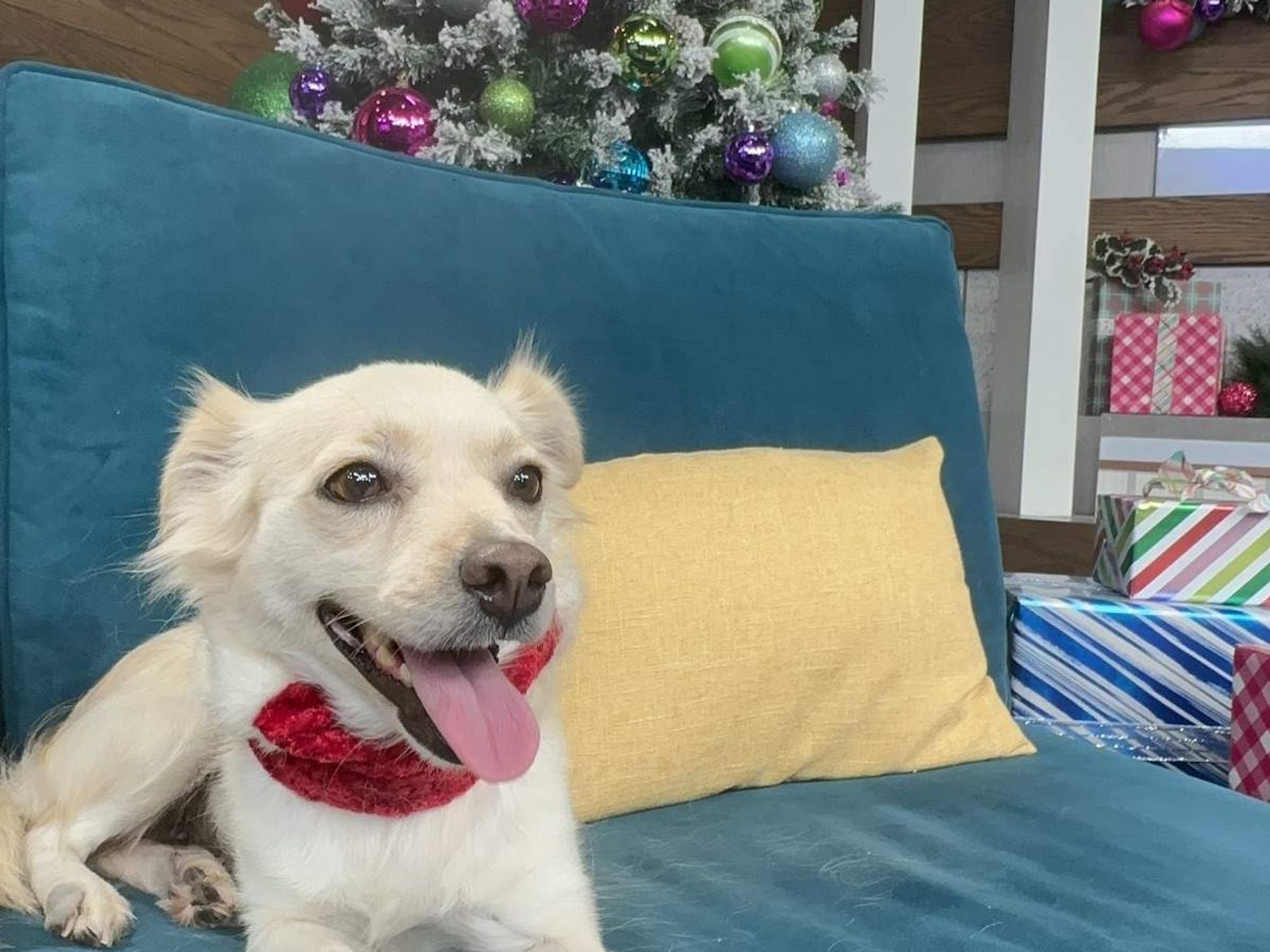 Houston SPCA adoptable dog Sunny