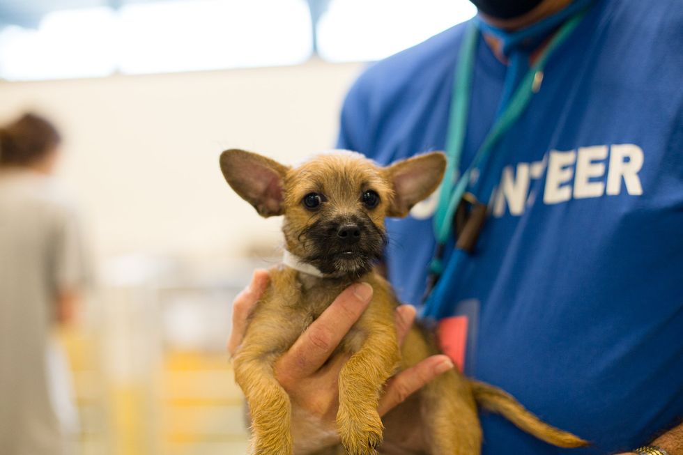 Houston SPCA Clear the Shelters