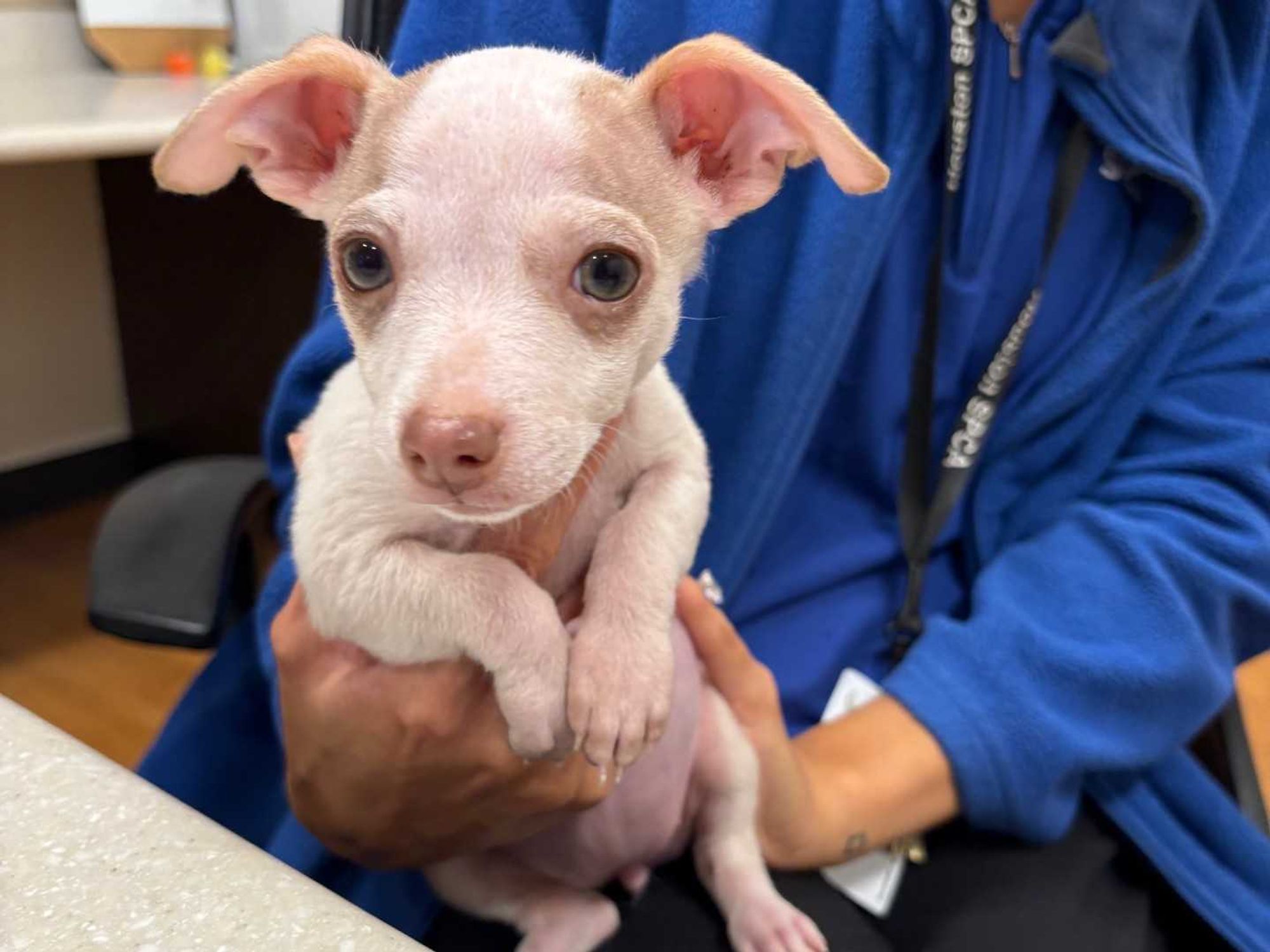Houston SPCA dog