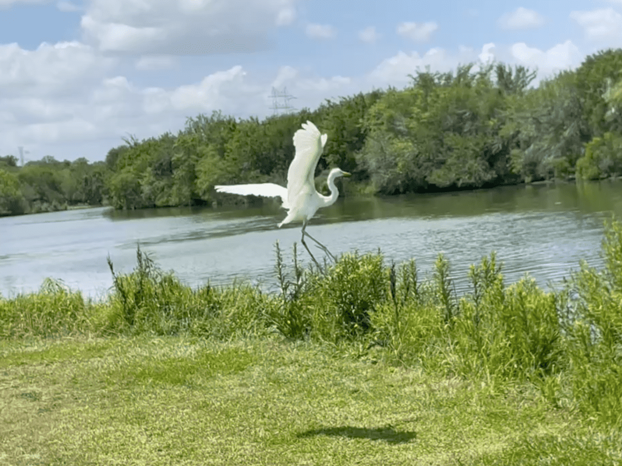 Houston SPCA egret release
