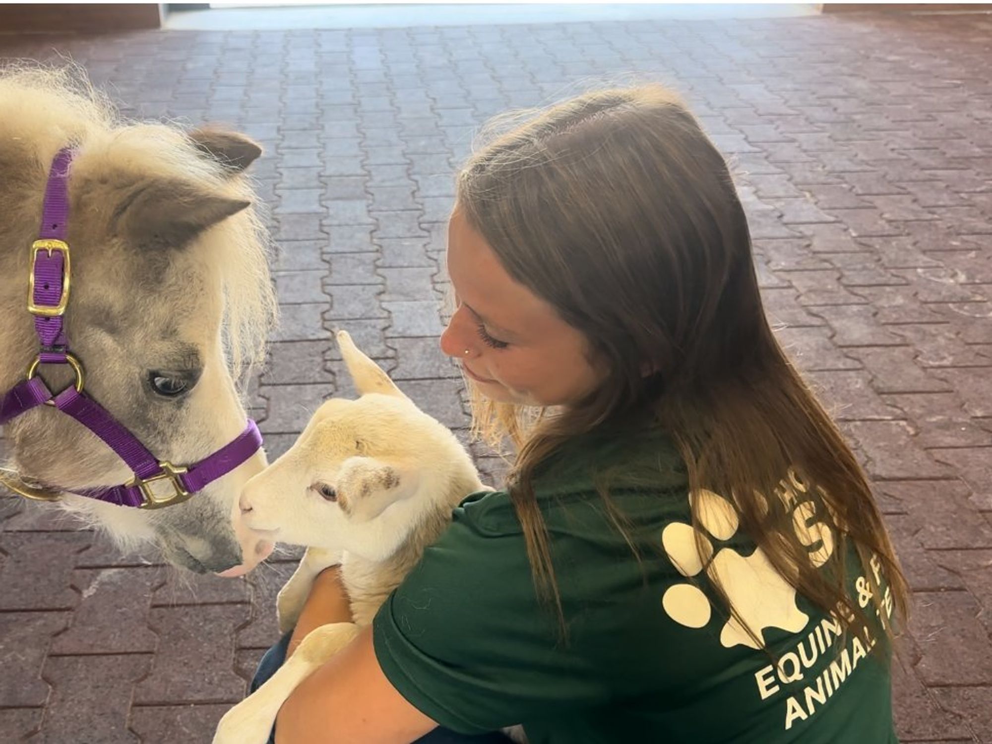Houston SPCA farm animals
