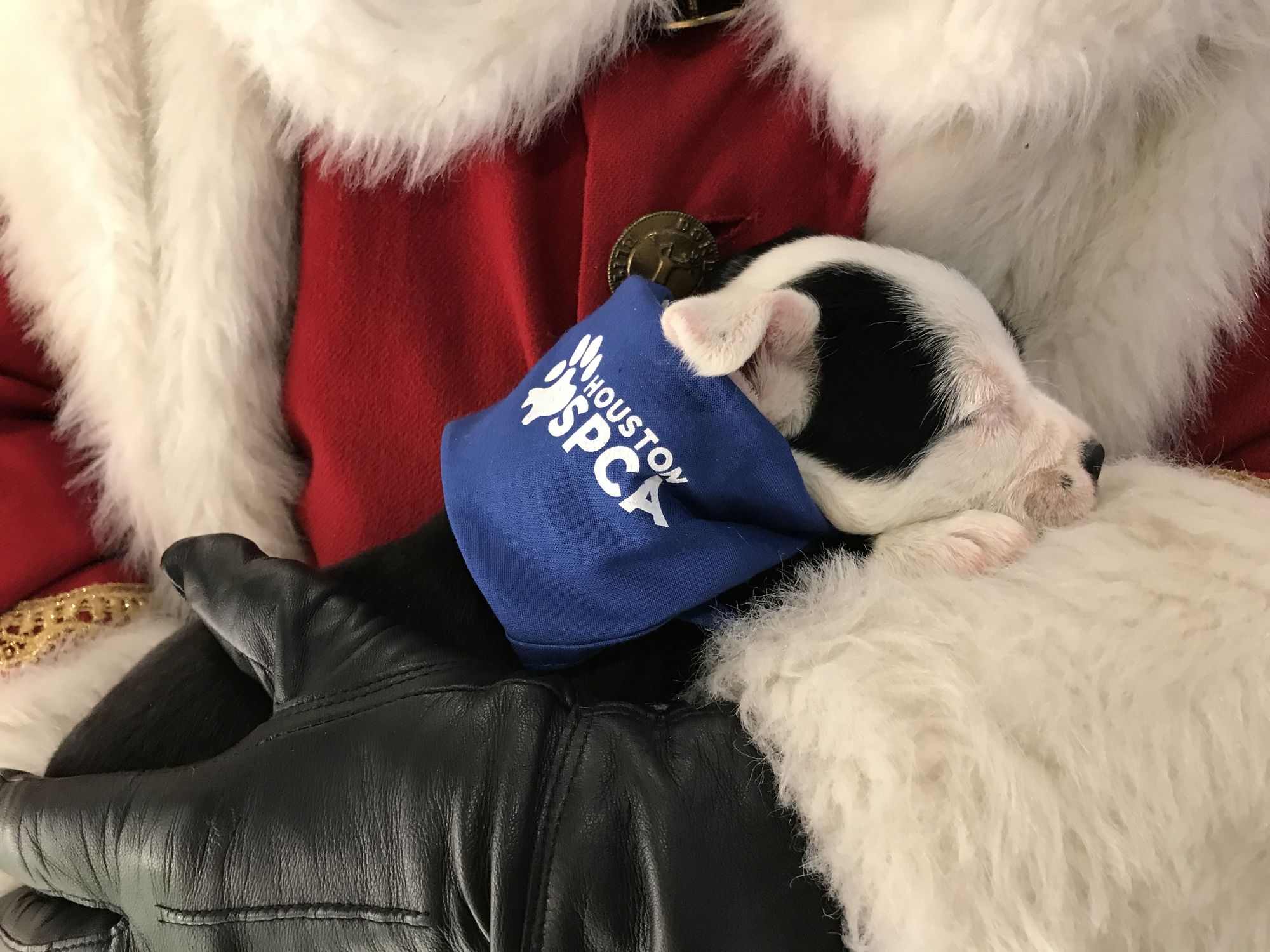 Houston SPCA Neiman Marcus holiday adoption