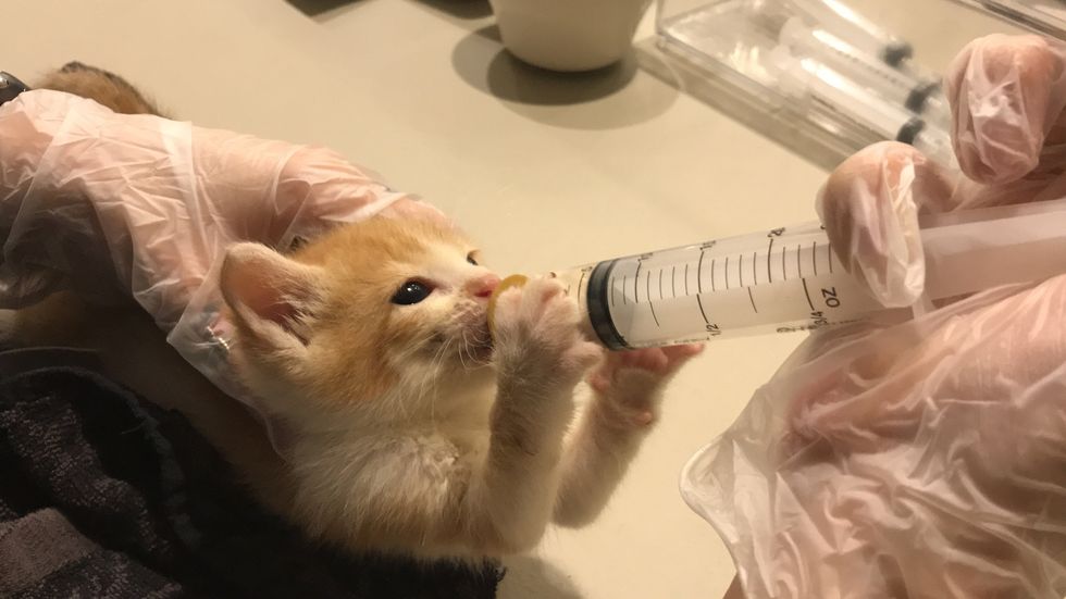 Houston SPCA open house