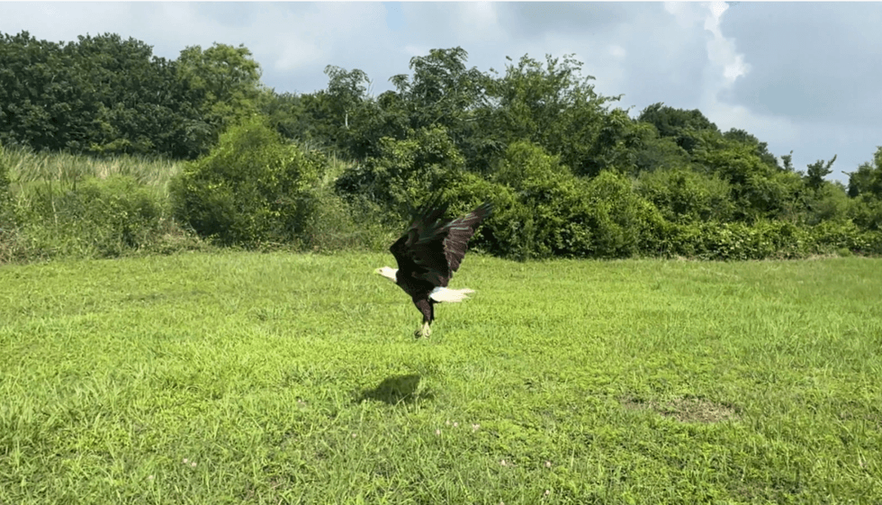 Houston SPCA, rehabilitated eagle
