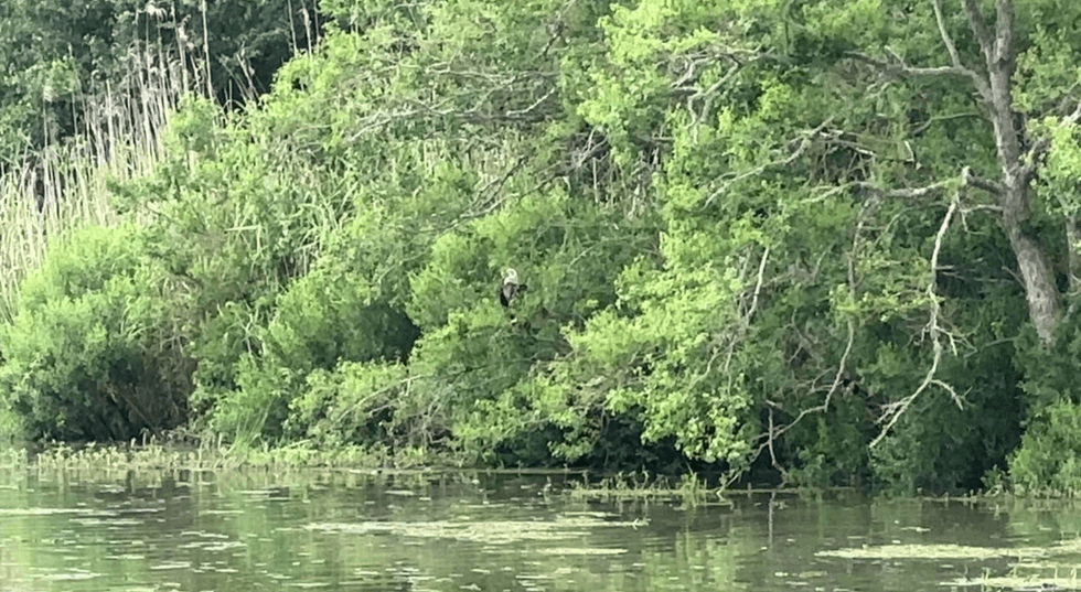 Houston SPCA, rehabilitated eagle