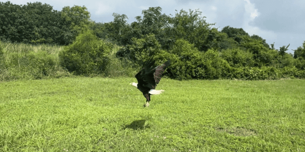 Houston SPCA releases rehabilitated bald eagle after injury