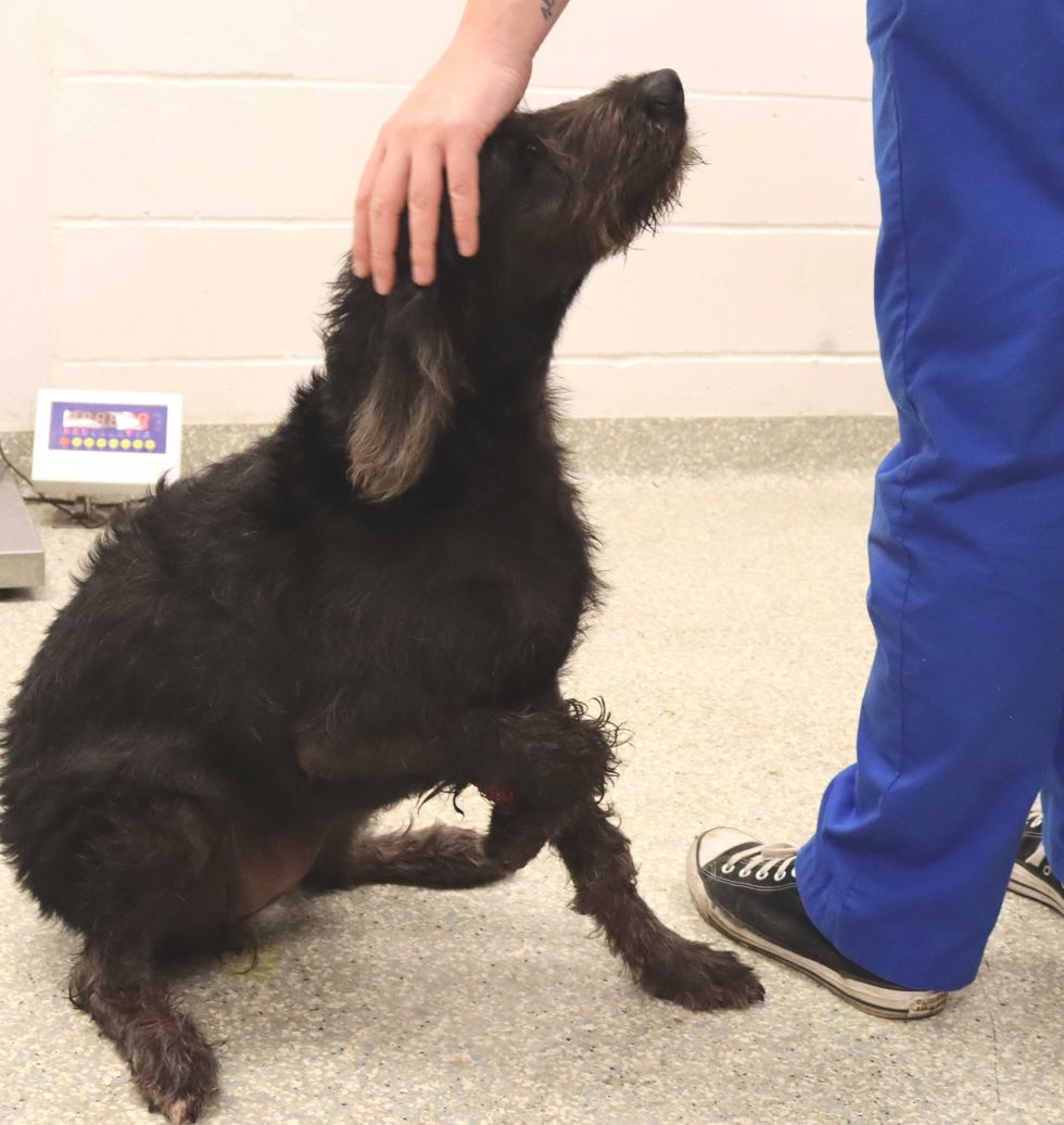 Houston SPCA rescued shot dog