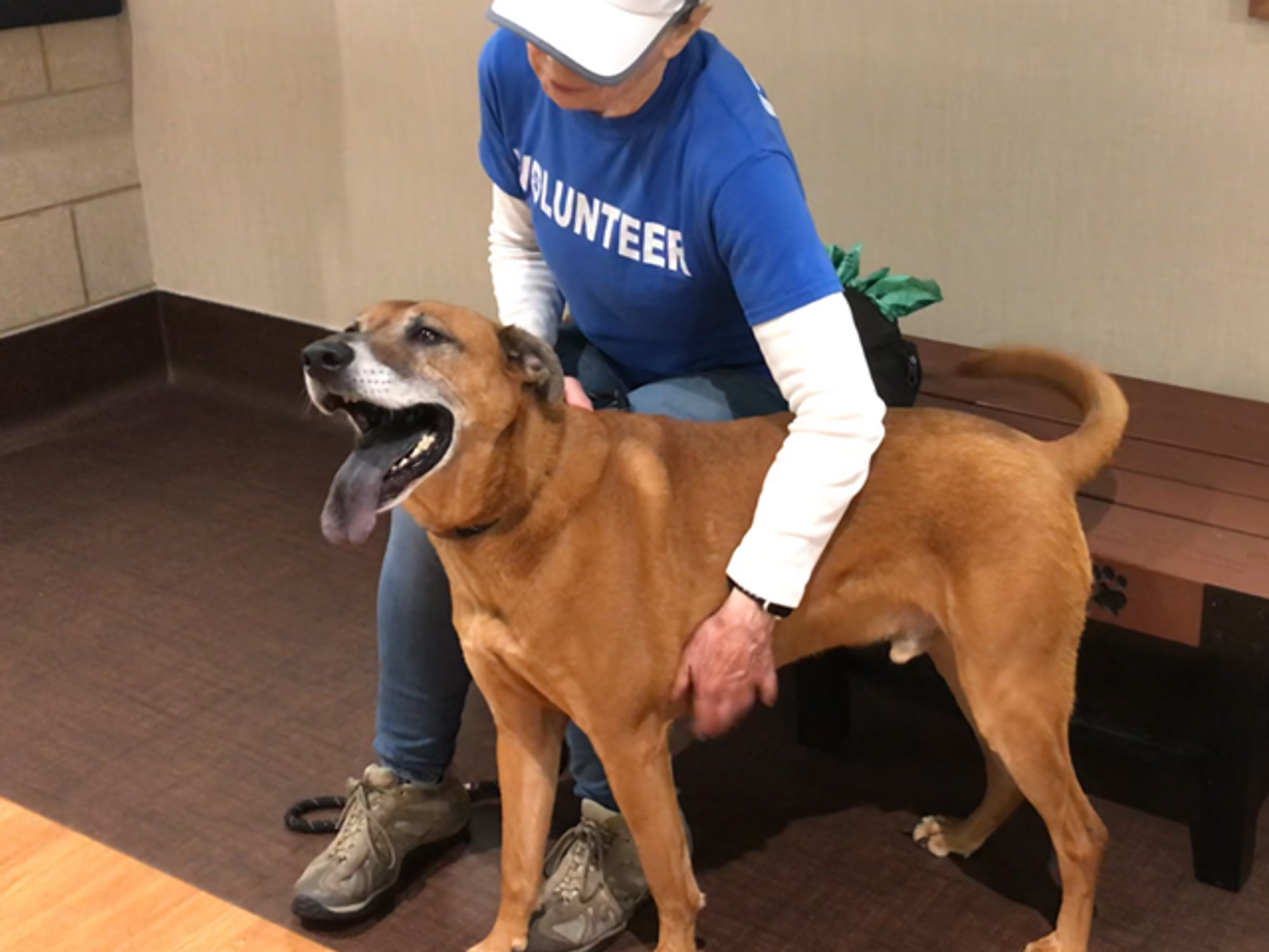 Houston SPCA volunteer with dog