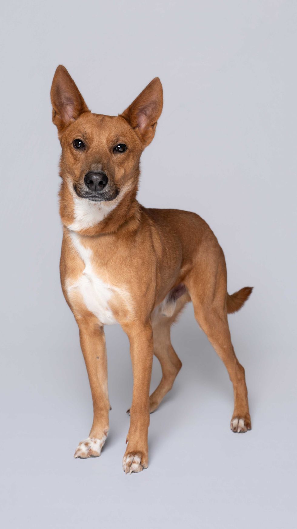 Houston SPCA