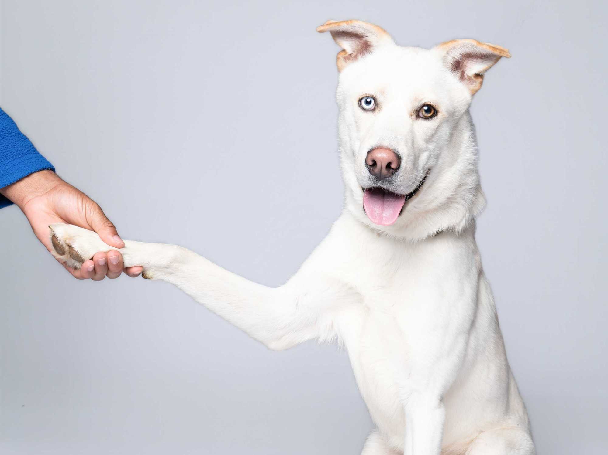 Houston SPCA