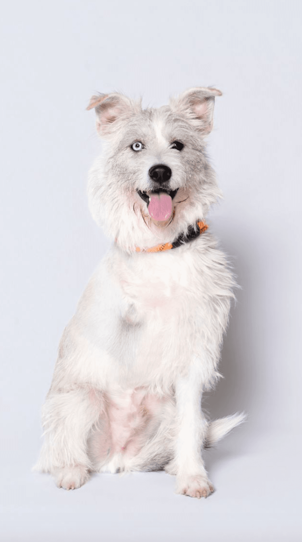 Houston SPCA