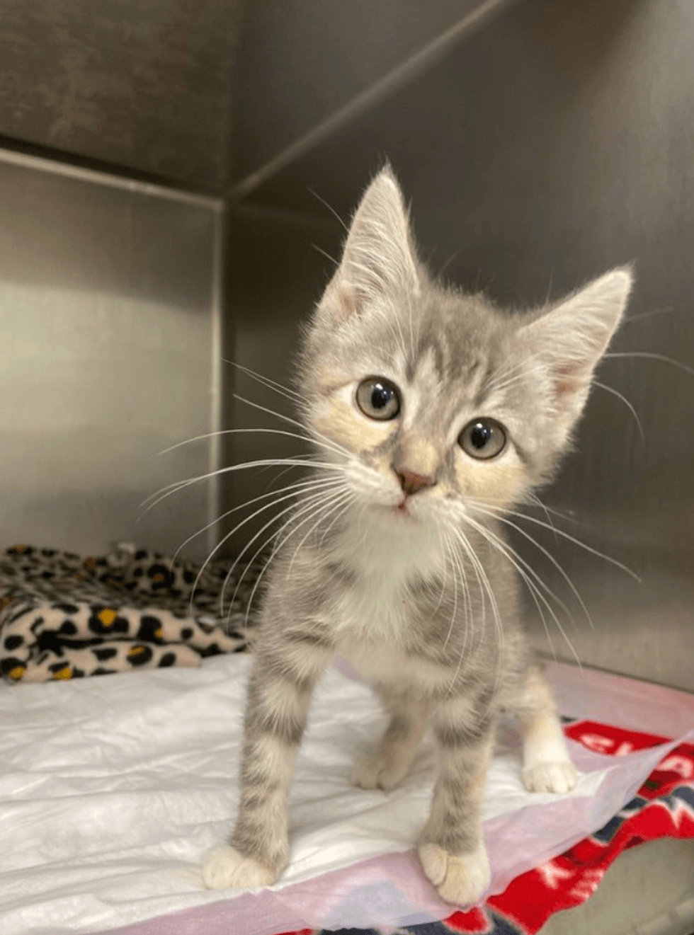 Houston SPCA