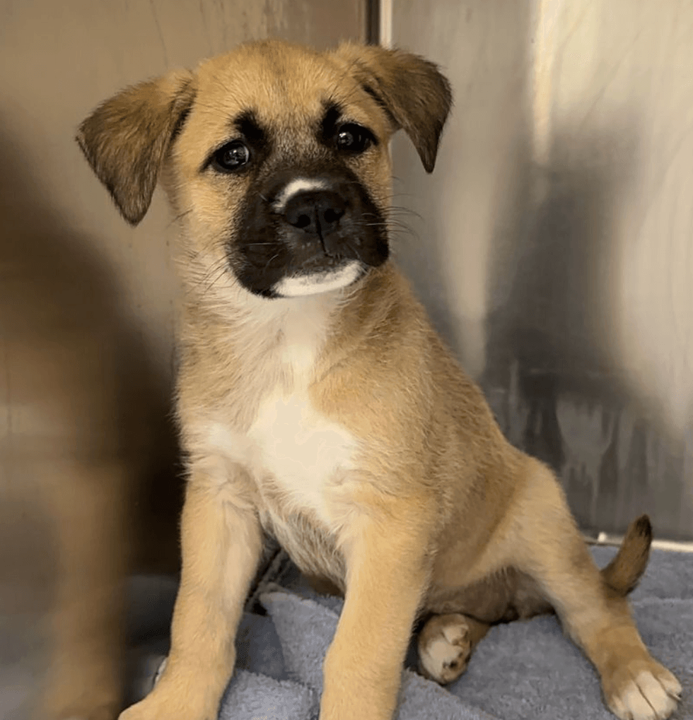 Houston SPCA
