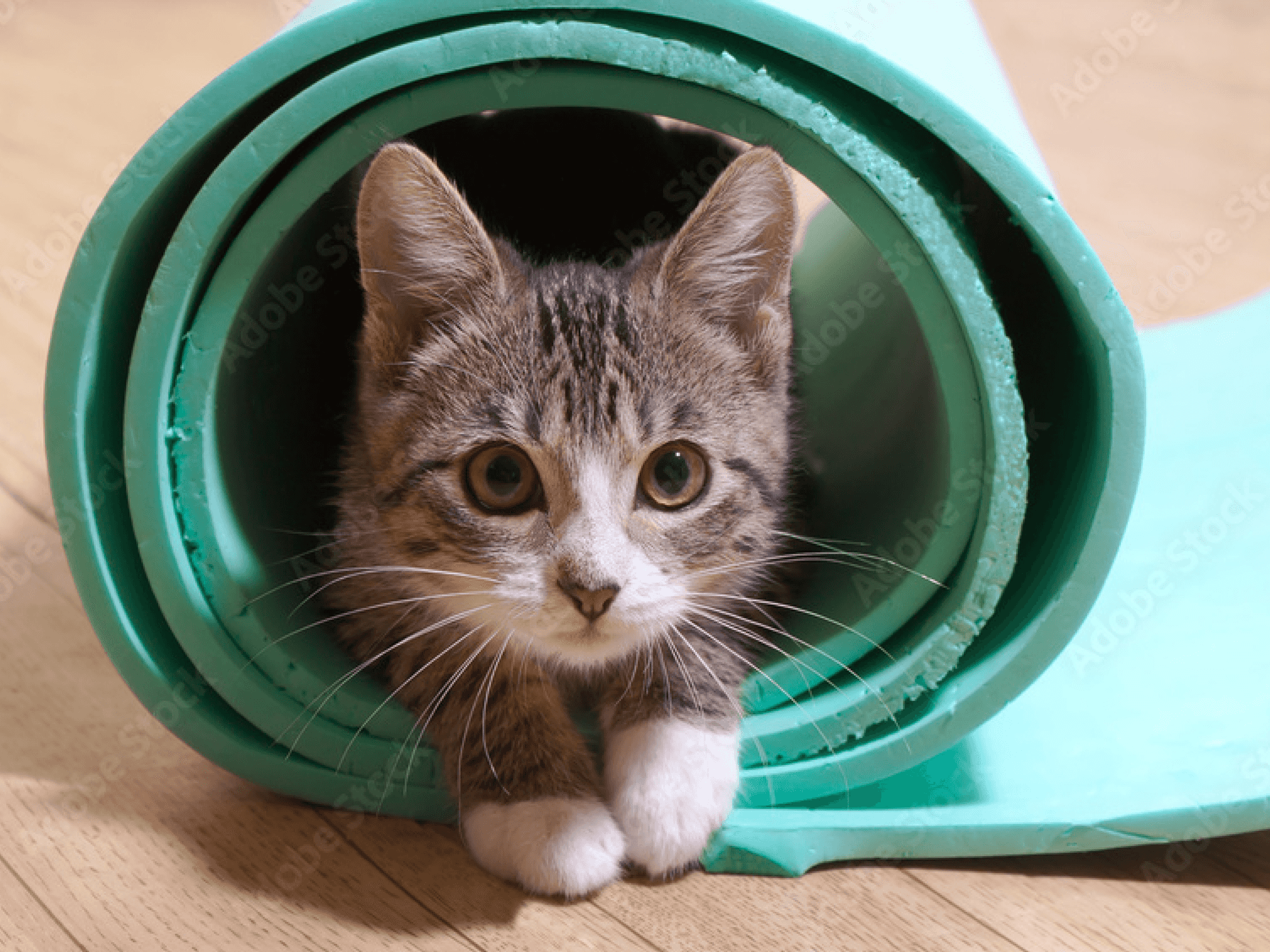Houston SPCA