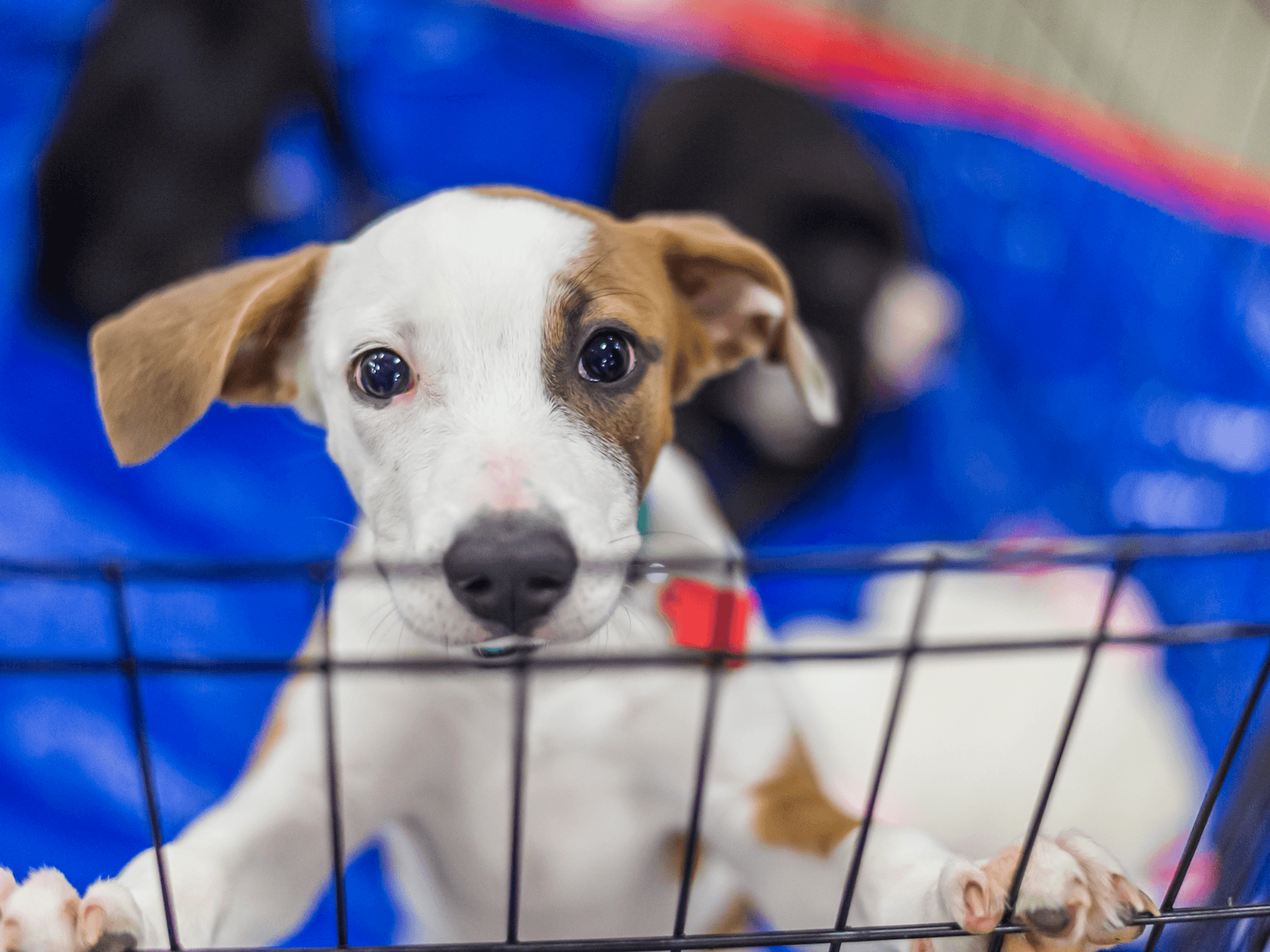 Houston SPCA